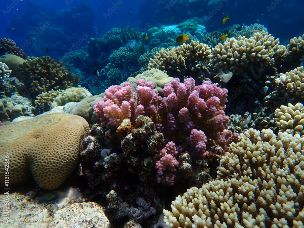 Obraz premium Rasp coral or cauliflower coral, knob-horned coral (Pocillopora verrucosa) undersea, Red Sea, Egypt, Sharm El Sheikh, Montazah Bay