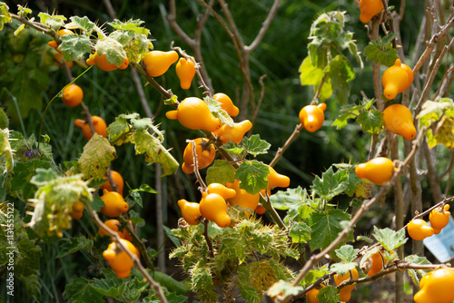 yellow guave fruits in a botanical garden in costa rica photo