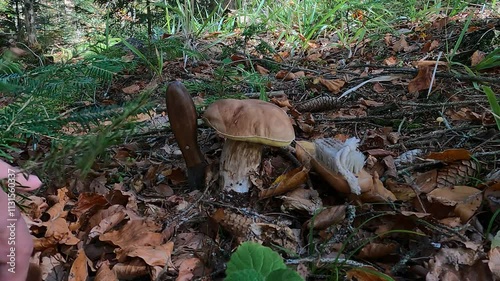 Picking up of very nice specimen of Cep, mushroom knife and brush ready on forest soal photo