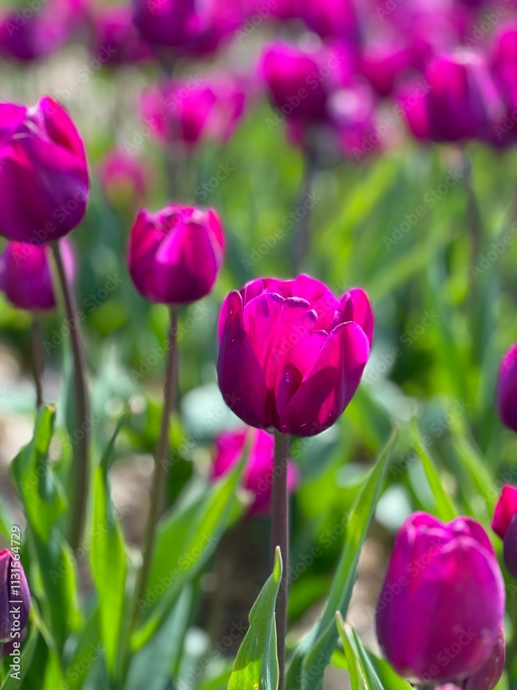 Obraz premium Tulips