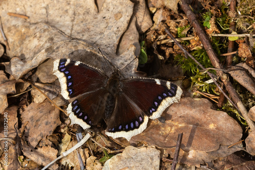 A large Camberwell beauty butterfly resting on dry leaves with its wings open on a sunny afternoon in a woodland in Estonia, Northern Europe photo