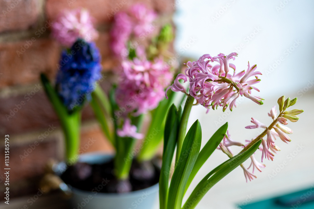Obraz premium Spring gardening mood. Festive easter simple home decorations. A group of beautiful colourful bright pink and purple blooming bulbous hyacinths in a metal pot on a table in the kitchen.