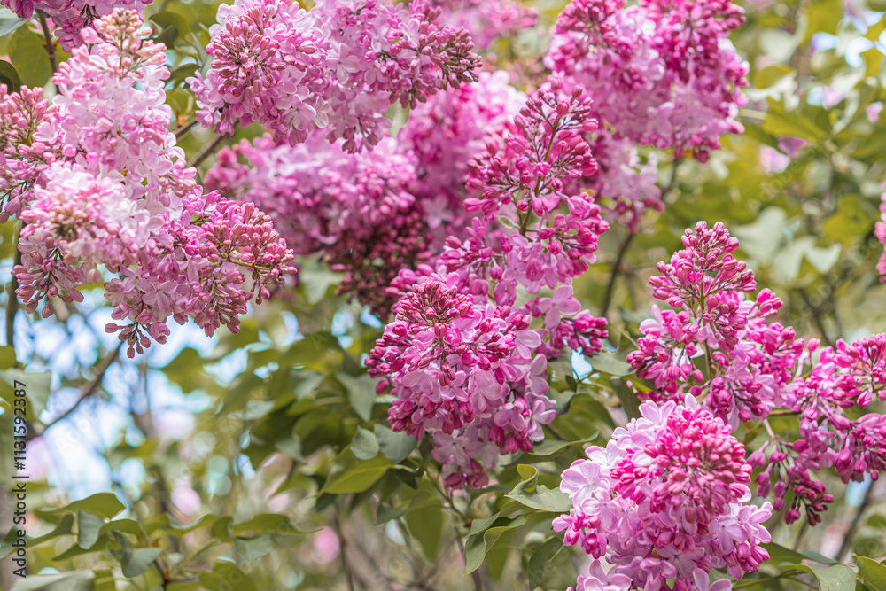 Obraz premium Close-up of pink, likely cherry blossoms, in full bloom fresh and vibrant Background hints at greenery No visible texts