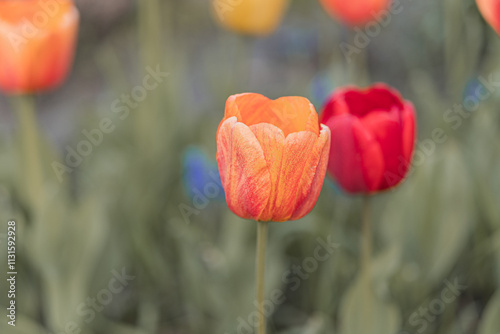 A close-up of partially open tulips, with an orange one in the foreground and hints of other colors in the background The image emphasizes texture and color variations, using a shallow depth of fiel photo