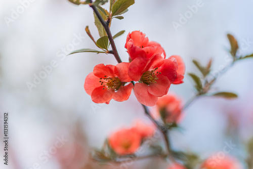 Close-up view of pink orchard tree flower, emphasizing detail and color saturation