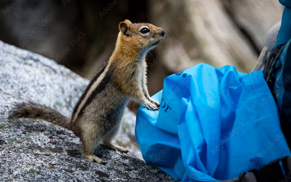 Closeup of a curious chipmunk near Lake Tahoe, California