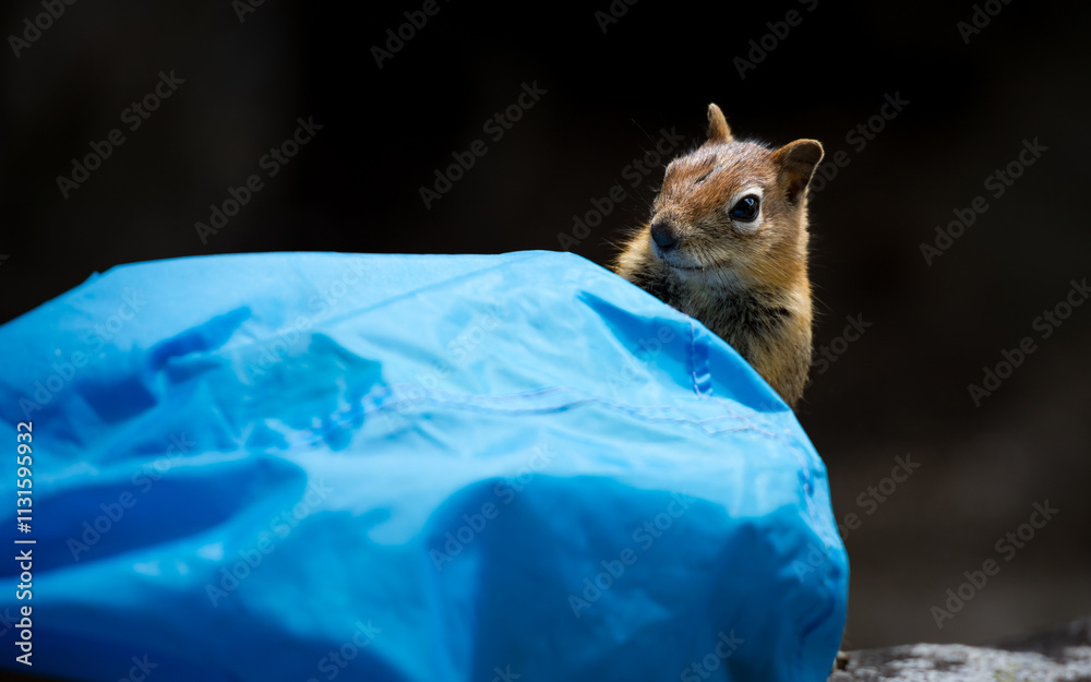 Closeup of a curious chipmunk near Lake Tahoe, California