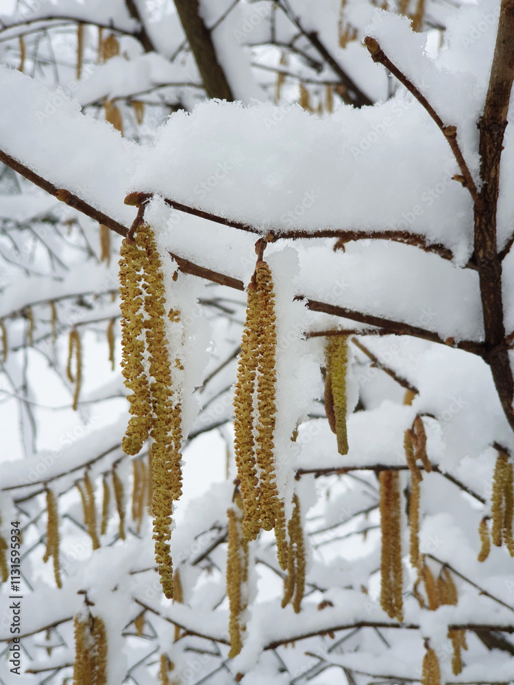 catkins on branches of hazel tree covered by white snow - closeup. Winter in Croatia