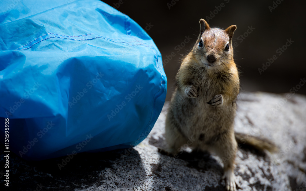 Closeup of a curious chipmunk near Lake Tahoe, California