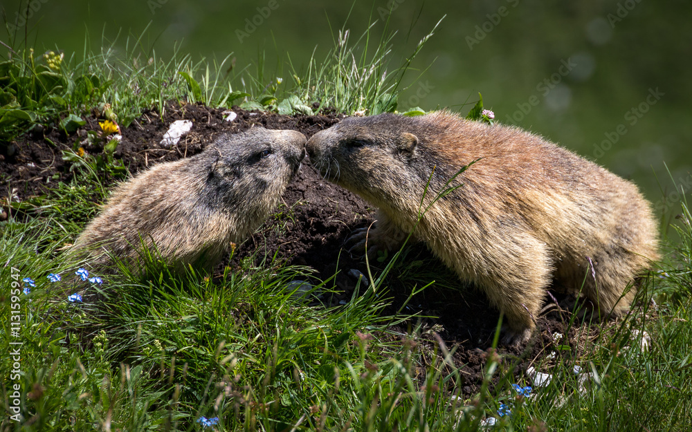 Cuddling marmots in karwendel alps, austria
