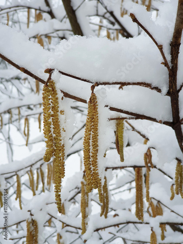 Obraz na płótnie catkins on branches of hazel tree covered by white snow - closeup. Winter in Croatia w salonie