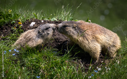 Obraz na płótnie Cuddling marmots in karwendel alps, austria w salonie
