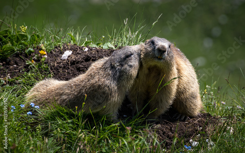 Obraz na płótnie Cuddling marmots in karwendel alps, austria w salonie