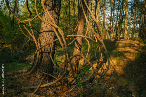 Vines and trees in a forest at sunset in Chapel Hill, North Carolina