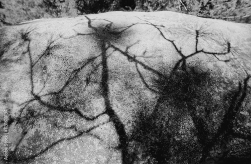 Shadows of a dead tree on a large granite boulder near the summit of Mount Lemmon, Arizona. Black and white photo