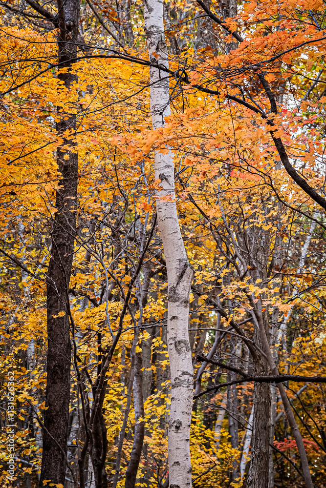Obraz premium 北海道 札幌の秋