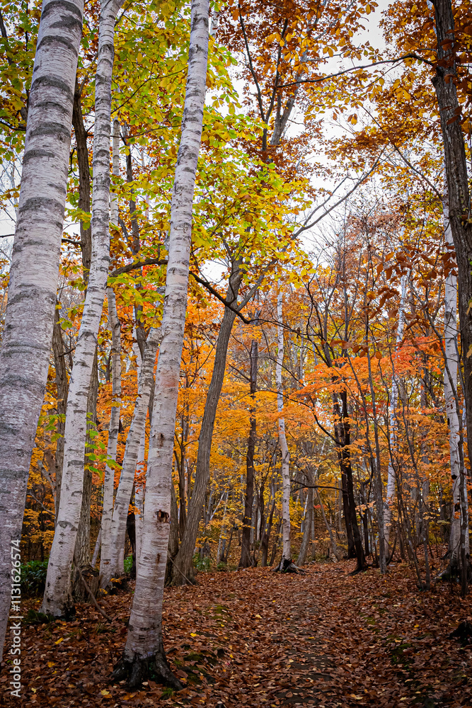 Obraz premium 北海道 札幌の秋