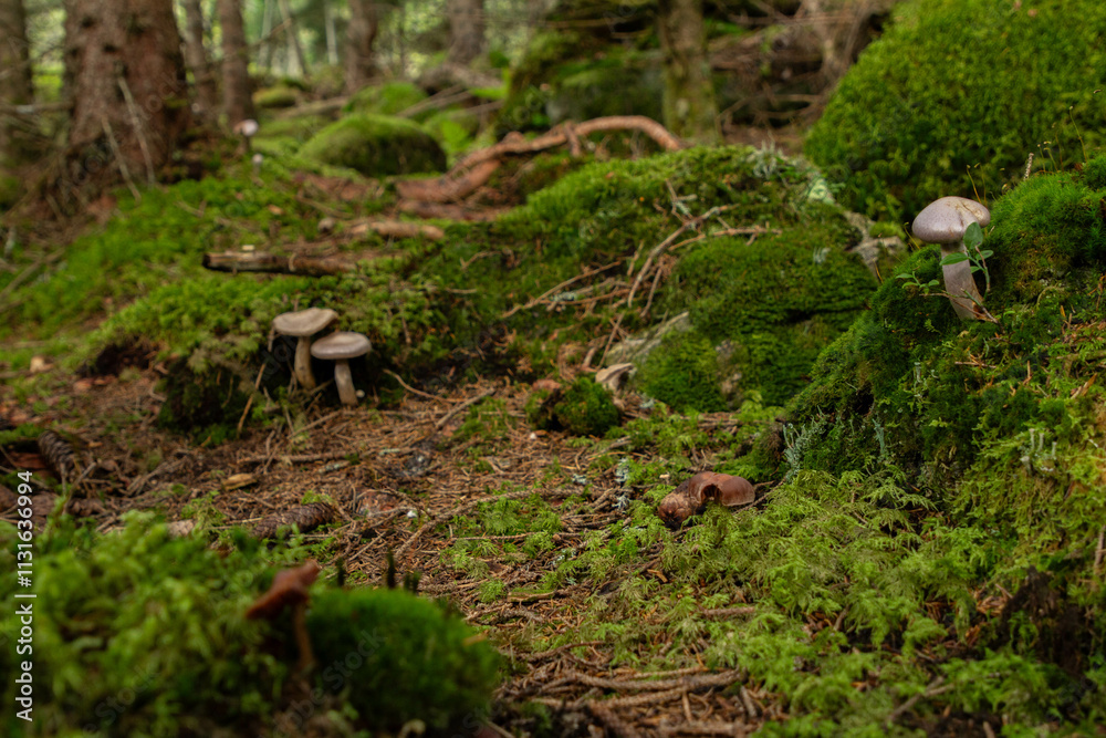 Obraz premium A close-up of wild mushrooms growing in a lush Norwegian forest. The mushrooms, surrounded by moss and fallen leaves
