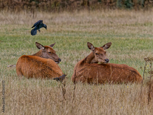 Two female reddeer in the field