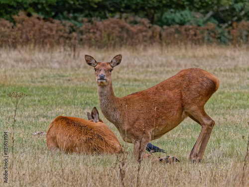 Two female reddeer in the field photo