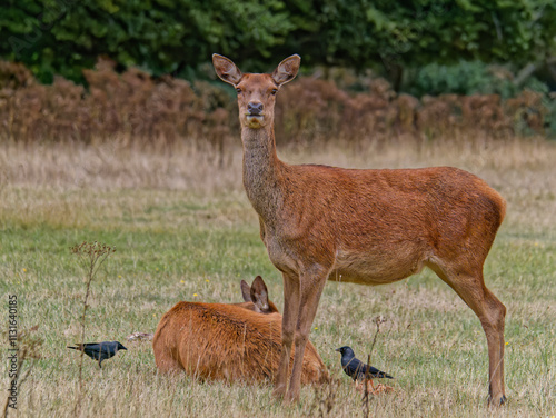 Two female reddeer in the field