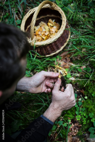 Cueillette des girolles en forêt en automne