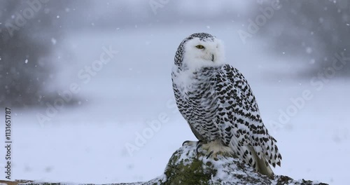 Owl in blizzard. Snowy owl, Bubo scandiacus, perched on rotten stump during snowfall. Arctic owl observing surroundings. Beautiful white polar bird with yellow eyes. Winter in wild nature habitat.