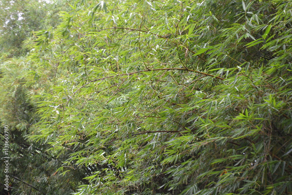 Obraz premium Pattern of bamboo leaves