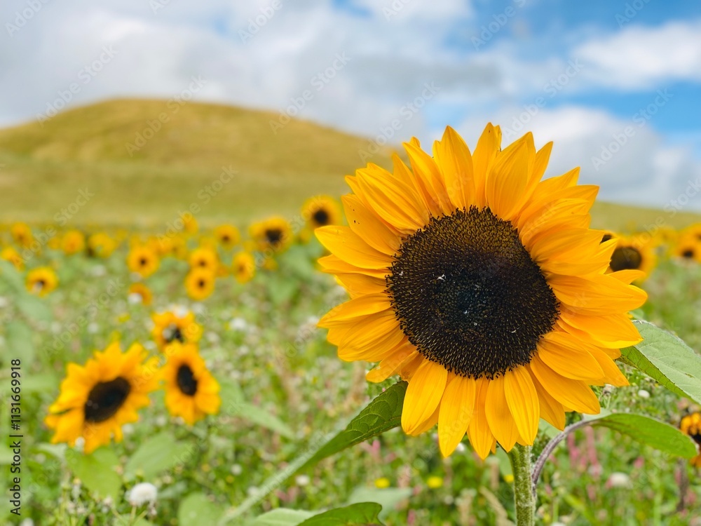 Fototapeta premium sunflower field with sky