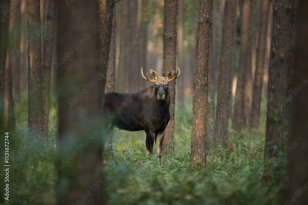 Fototapeta premium Łoś (Alces alces) moose