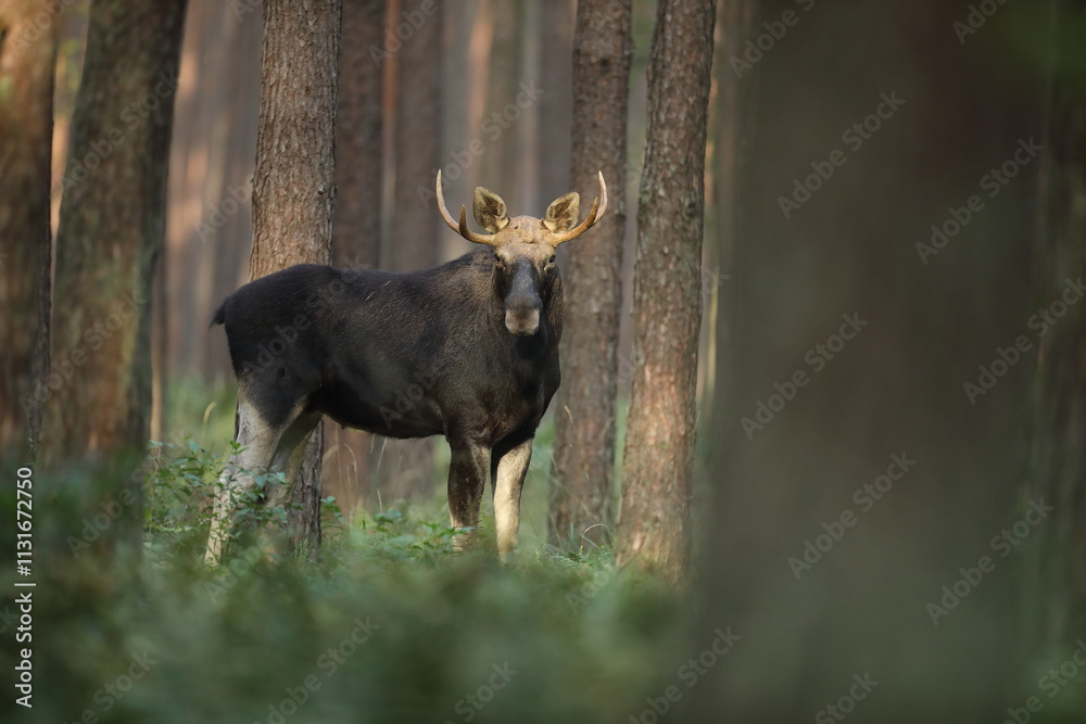 Fototapeta premium Łoś (Alces alces) moose