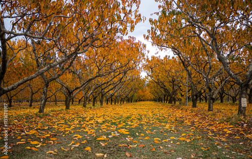 Golden autumn coloured trees in a fruit orchard central otago new zealand yellow rows photo