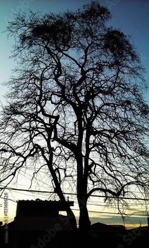 silhouette of a tree in the sunset