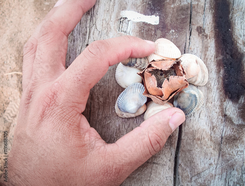 Seashells on a wooden surface with filter effect retro vintage style