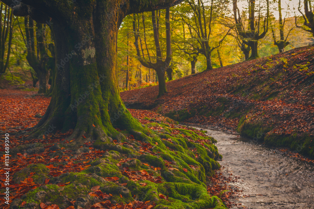 Roots of Time Beneath the Autumn Canopy