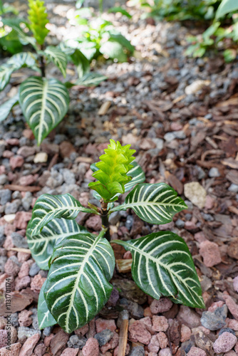 Close-up photo of fresh green Aphelandra squarosa flowers in bloom photo