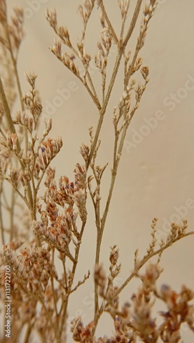 dried floral  arrangment with neutral backround