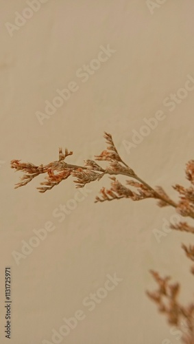 dried floral  arrangment with neutral backround