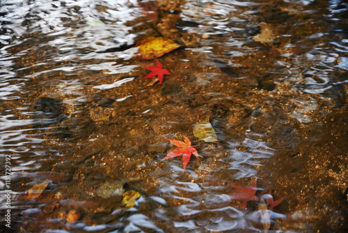 fallen leaves on the riverbed