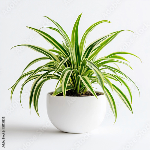 Spider Plant on Chlorophytum Comosum in pot isolated on white background photo