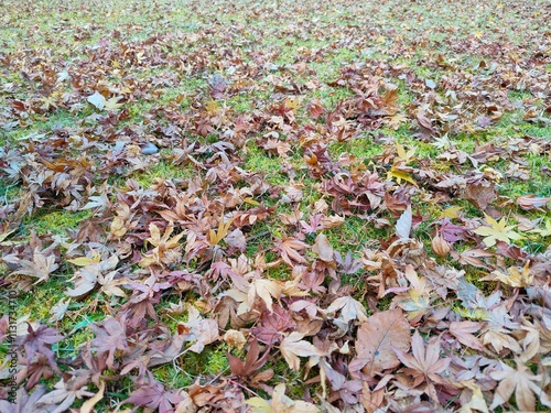Golden Autumn: Fallen Leaves on a Forest Floor