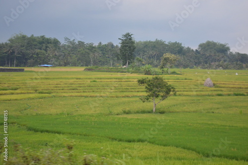 Obraz na plátně Wonderful landscape view of ricefield terrace