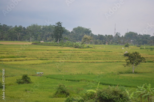Obraz na plátně Wonderful landscape view of ricefield terrace
