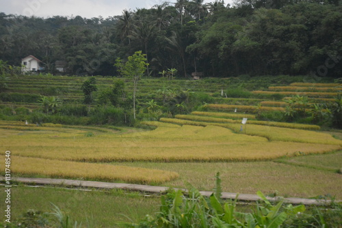 Fotografie Wonderful landscape view of ricefield terrace