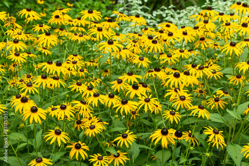 Beautiful flowers of the black eyed Susan blooming in a summer garden. photo