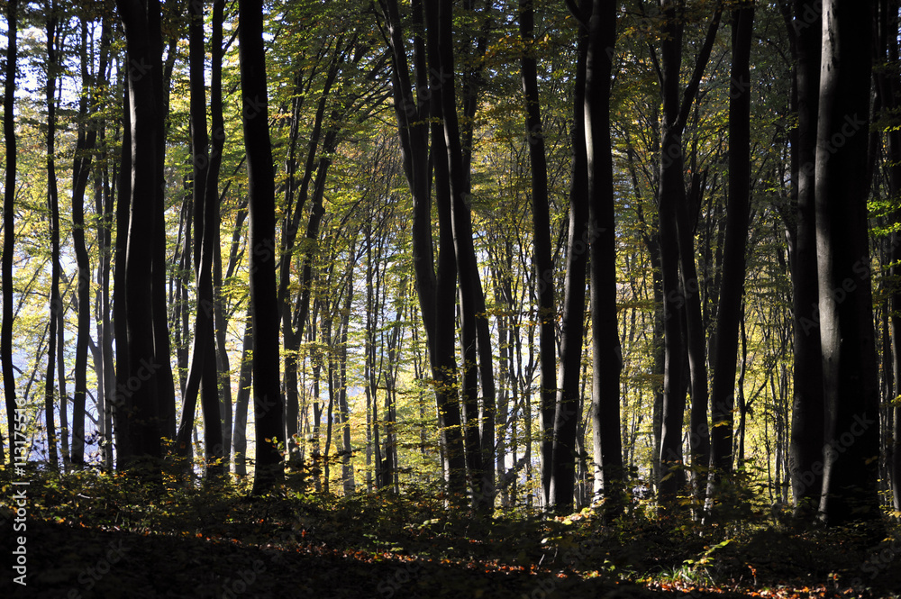 Fototapeta premium Autumn time, trees in the forest