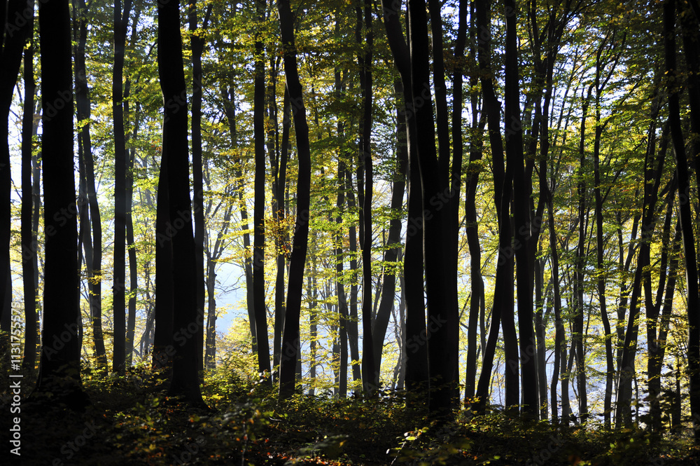 Obraz premium Autumn time, trees in the forest