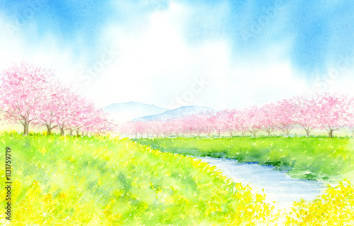 菜の花とたくさんの桜の木がある河川敷の風景の水彩画