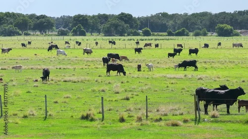 Milk cows grazing on green farm pasture. Feeding of cattle on farmland grassland