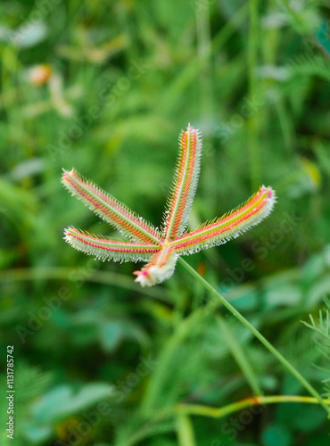 Closeup of Chloris barbata (Chloris inflata), Swollen finger grass or Chloris purpletop photo